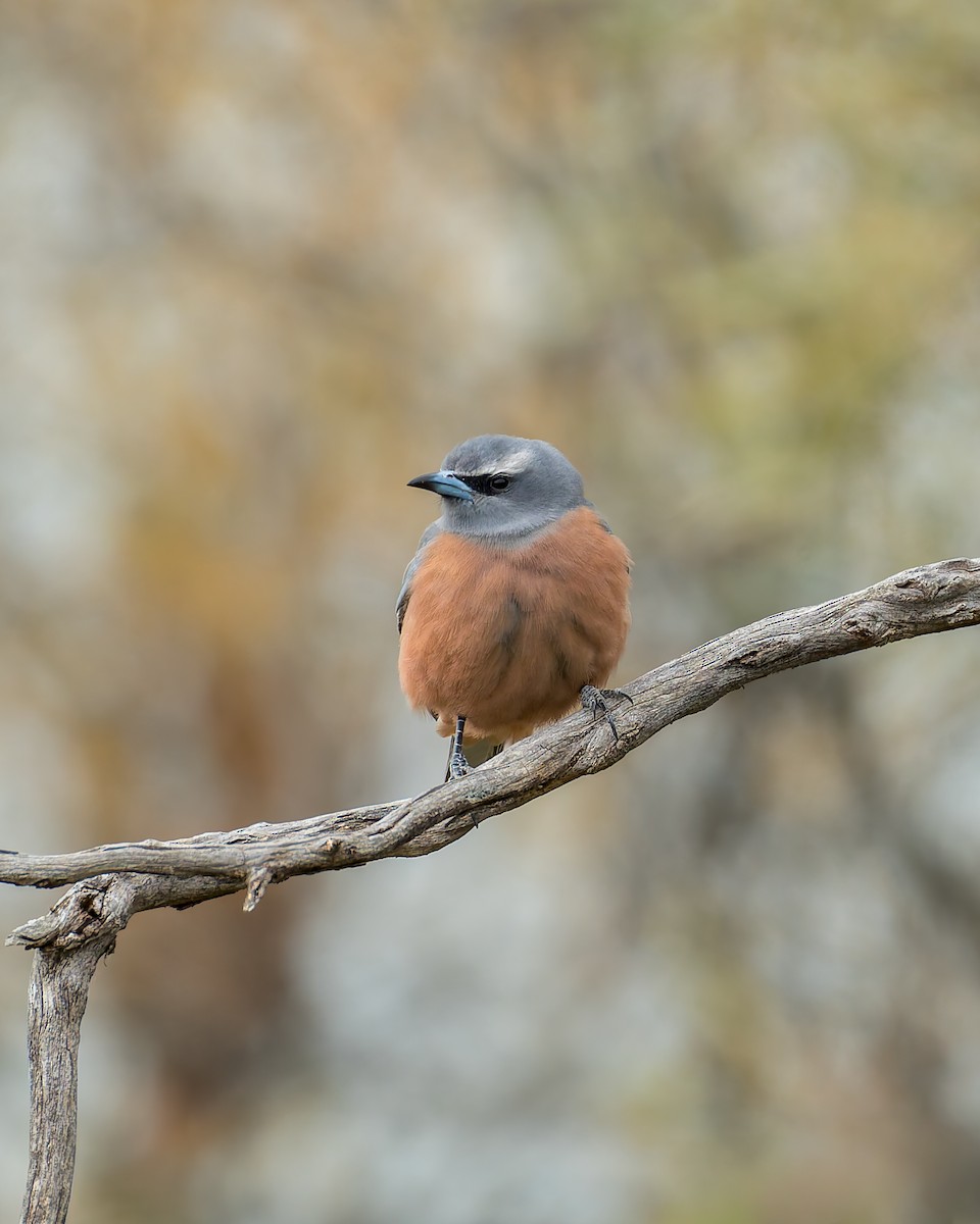 White-browed Woodswallow - ML642206371
