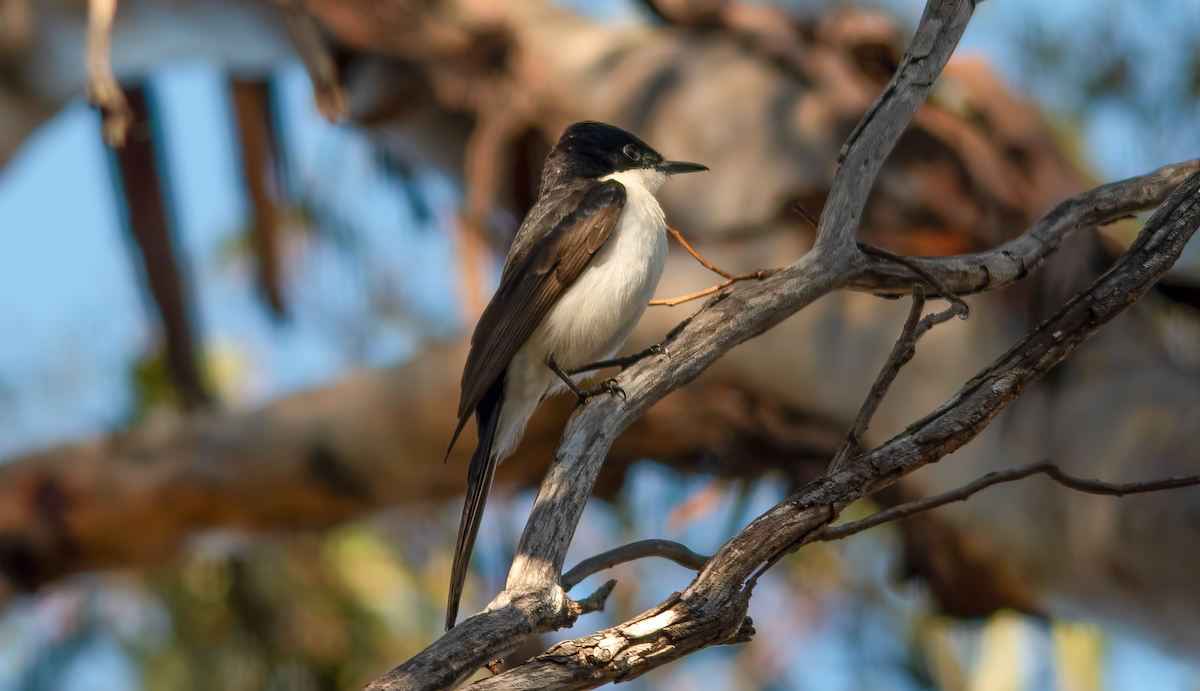 Restless Flycatcher - ML642206385
