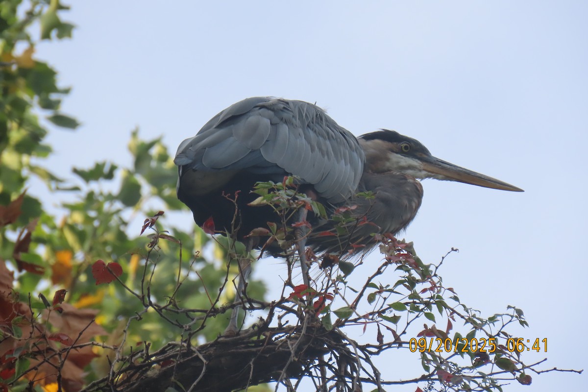 Great Blue Heron - ML642206387