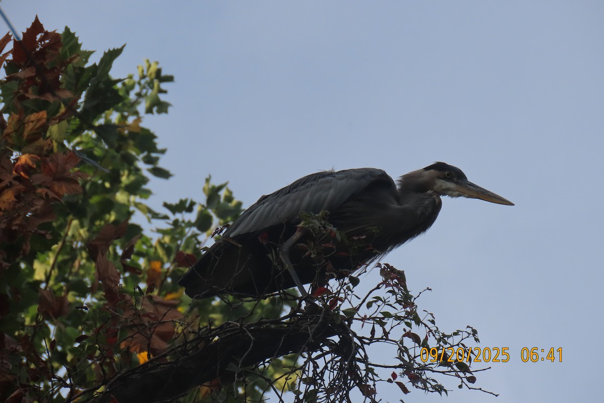 Great Blue Heron - ML642206388