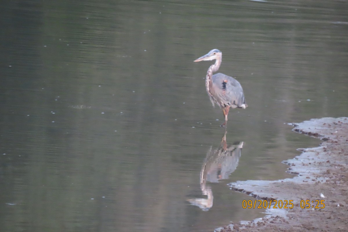 Great Blue Heron - ML642206389