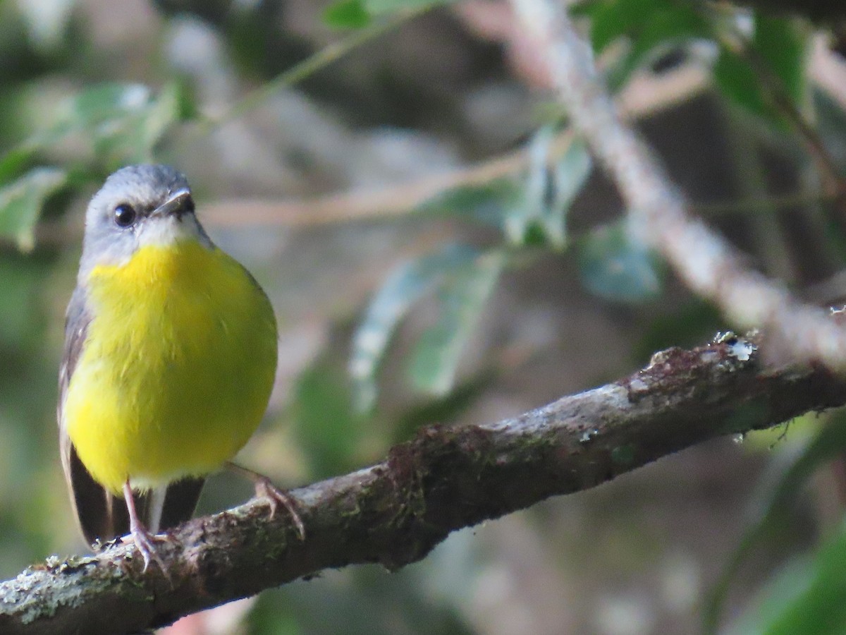 Eastern Yellow Robin - ML642206401