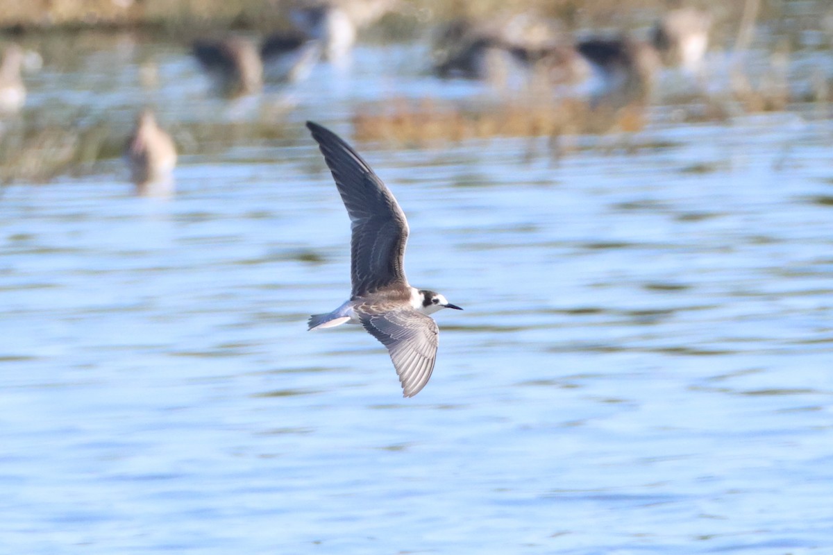 Black Tern - ML642206403