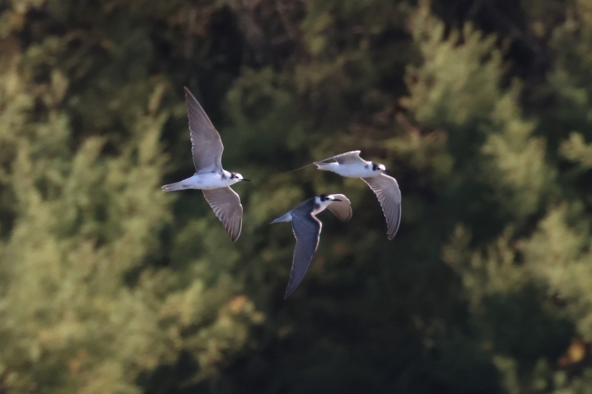 Black Tern - ML642206404