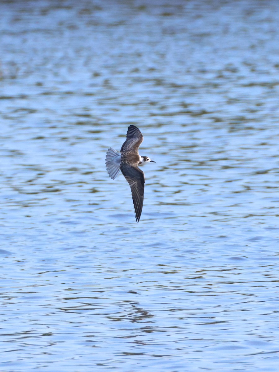 Black Tern - ML642206405