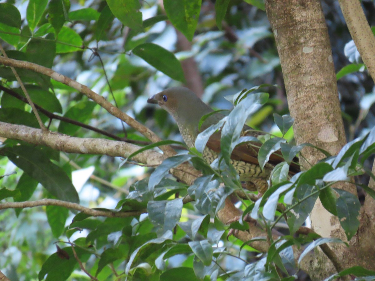 Satin Bowerbird - ML642206407