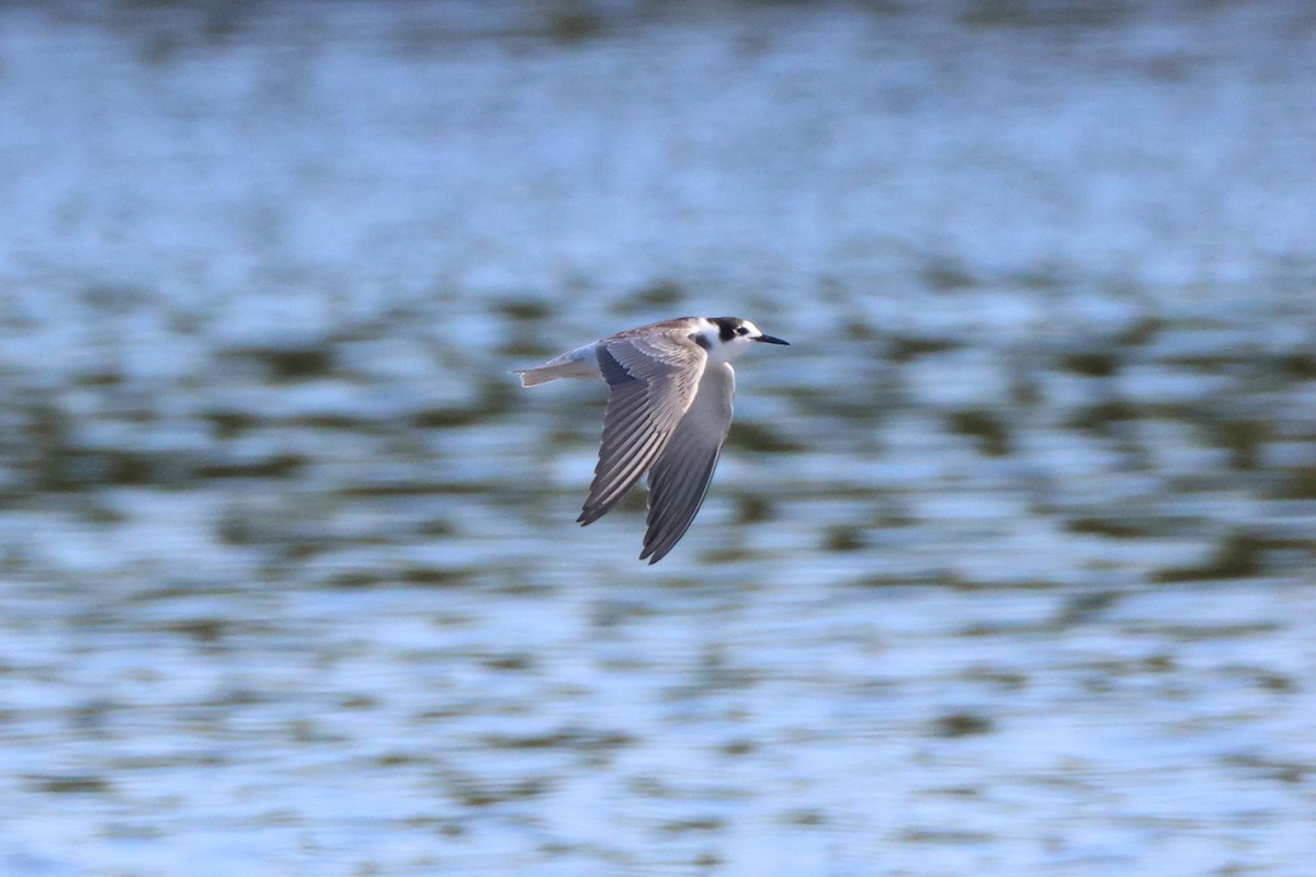 Black Tern - ML642206412