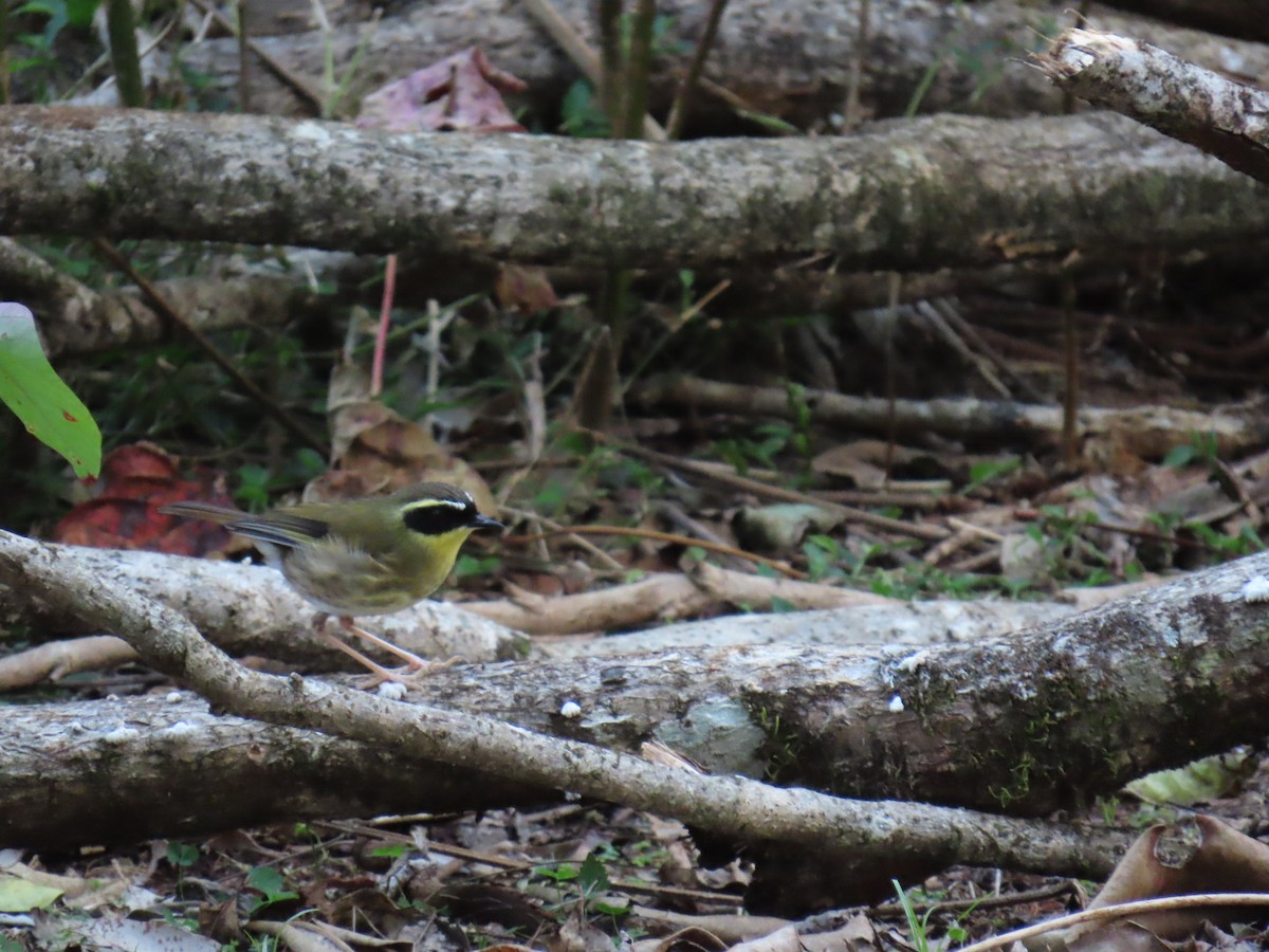 Yellow-throated Scrubwren - ML642206414