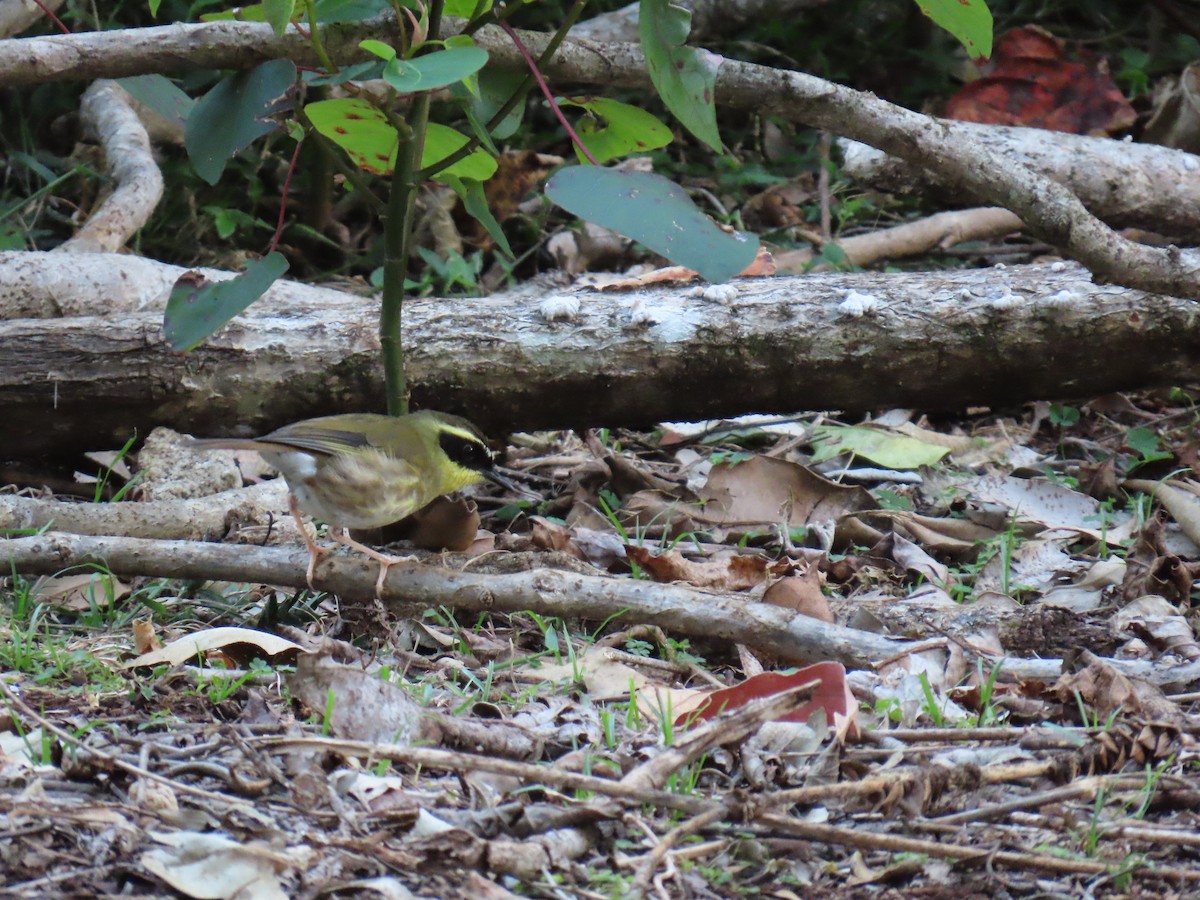 Yellow-throated Scrubwren - ML642206415
