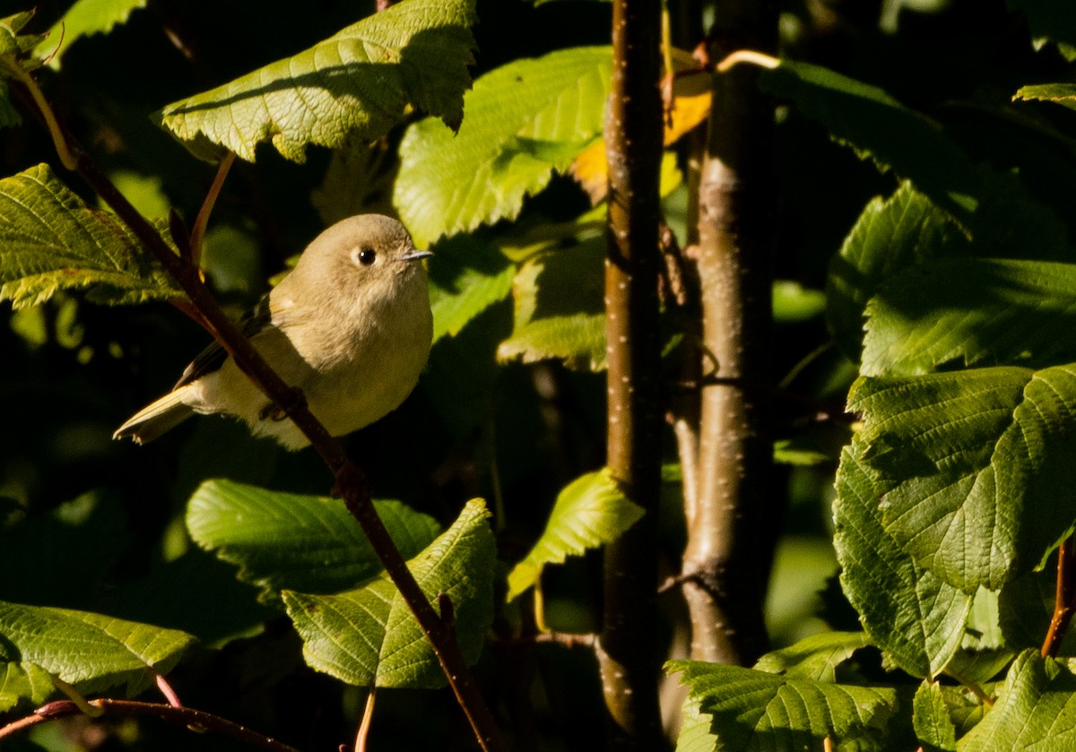 Ruby-crowned Kinglet - ML642206418