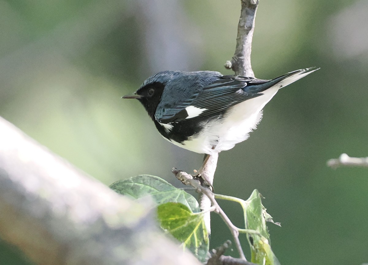 Black-throated Blue Warbler - ML642206419