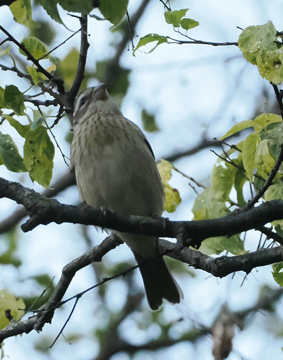 Rose-breasted Grosbeak - ML642206421