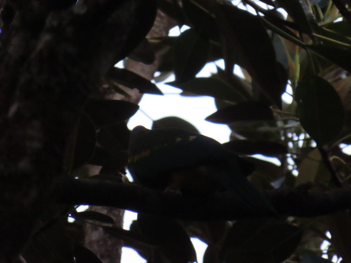 Wompoo Fruit-Dove - ML642206437