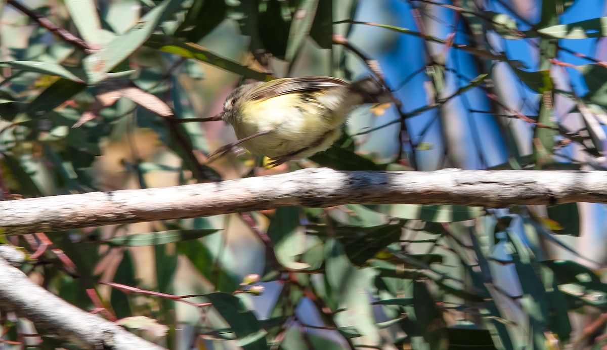 Weebill - ML642206468