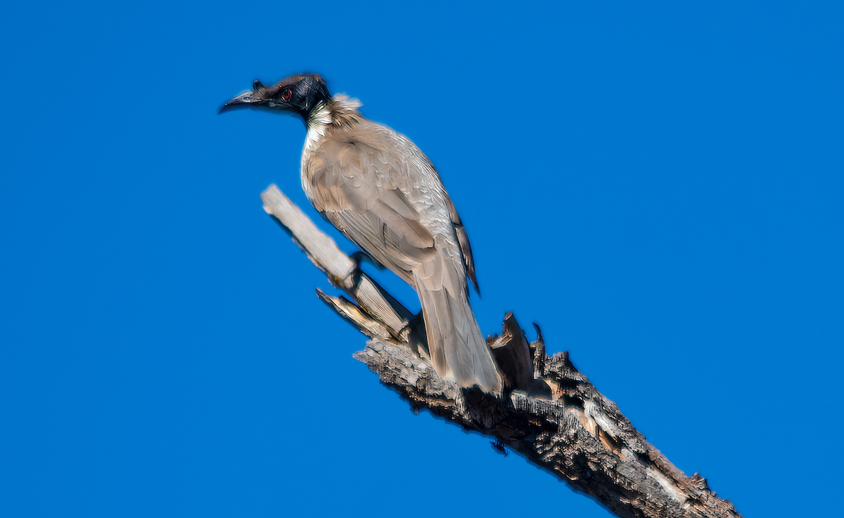 Noisy Friarbird - ML642206476