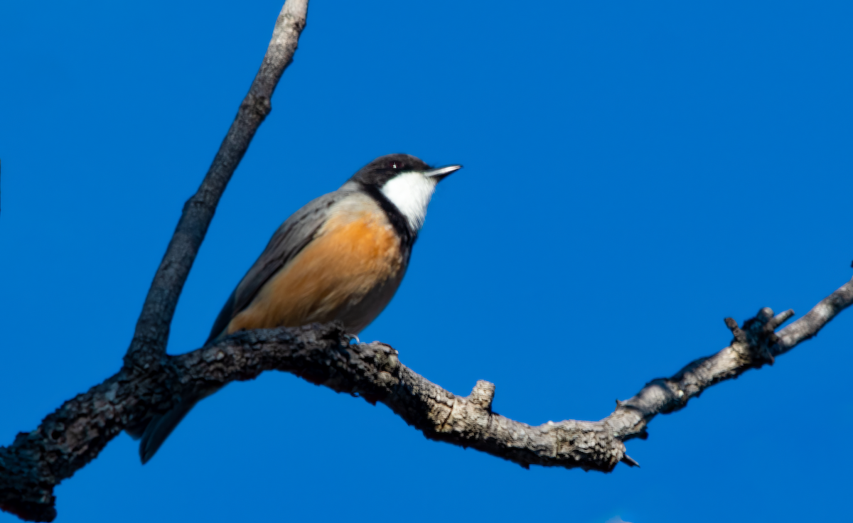 Rufous Whistler - ML642206484