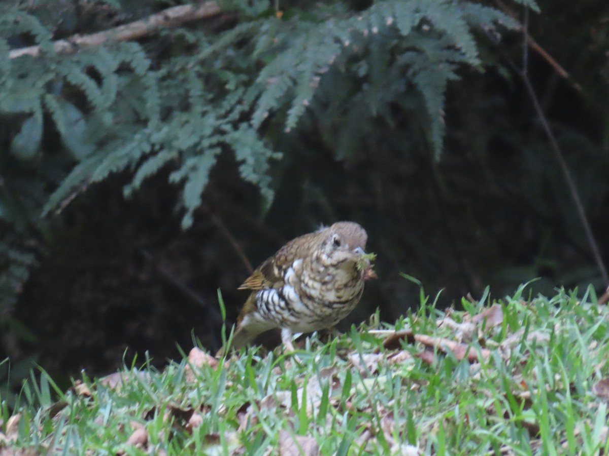 Russet-tailed Thrush - ML642206495