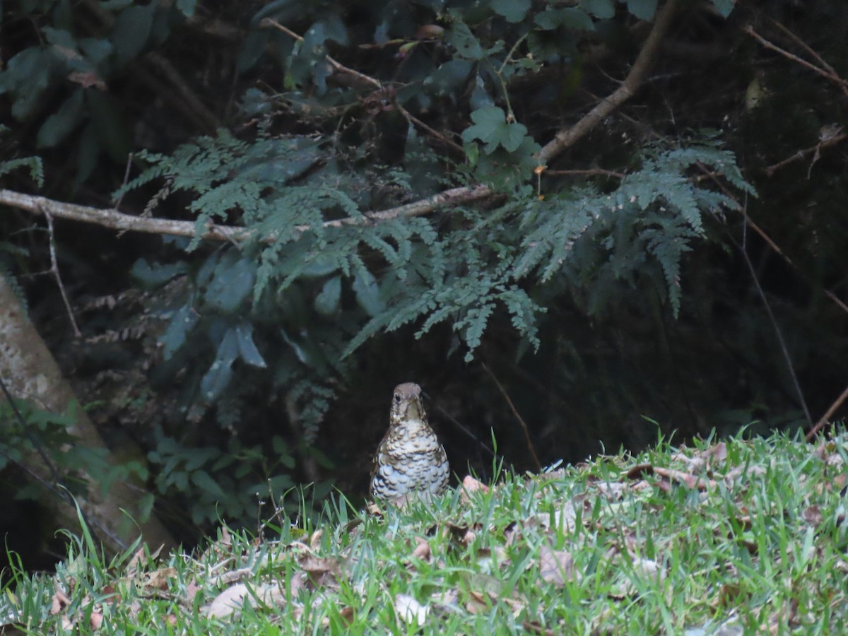 Russet-tailed Thrush - ML642206497