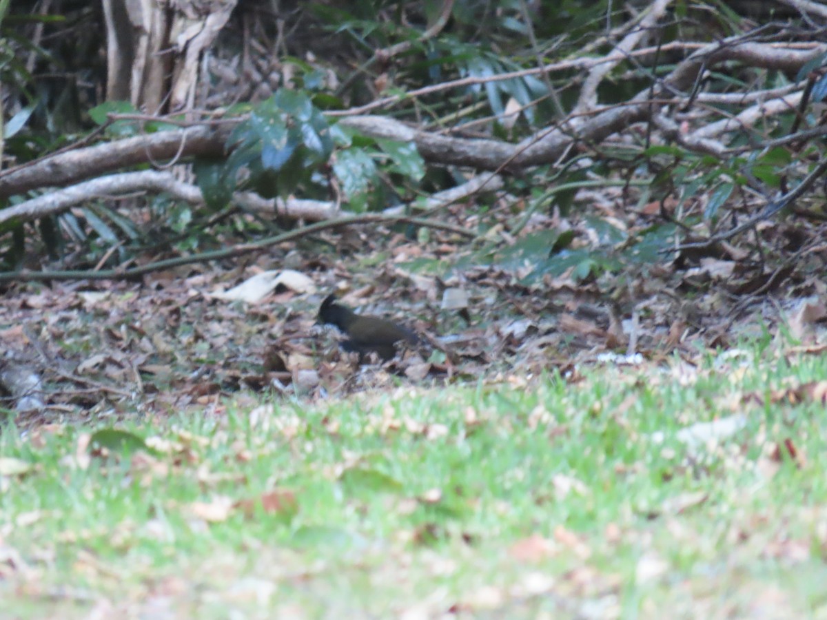 Eastern Whipbird - ML642206505