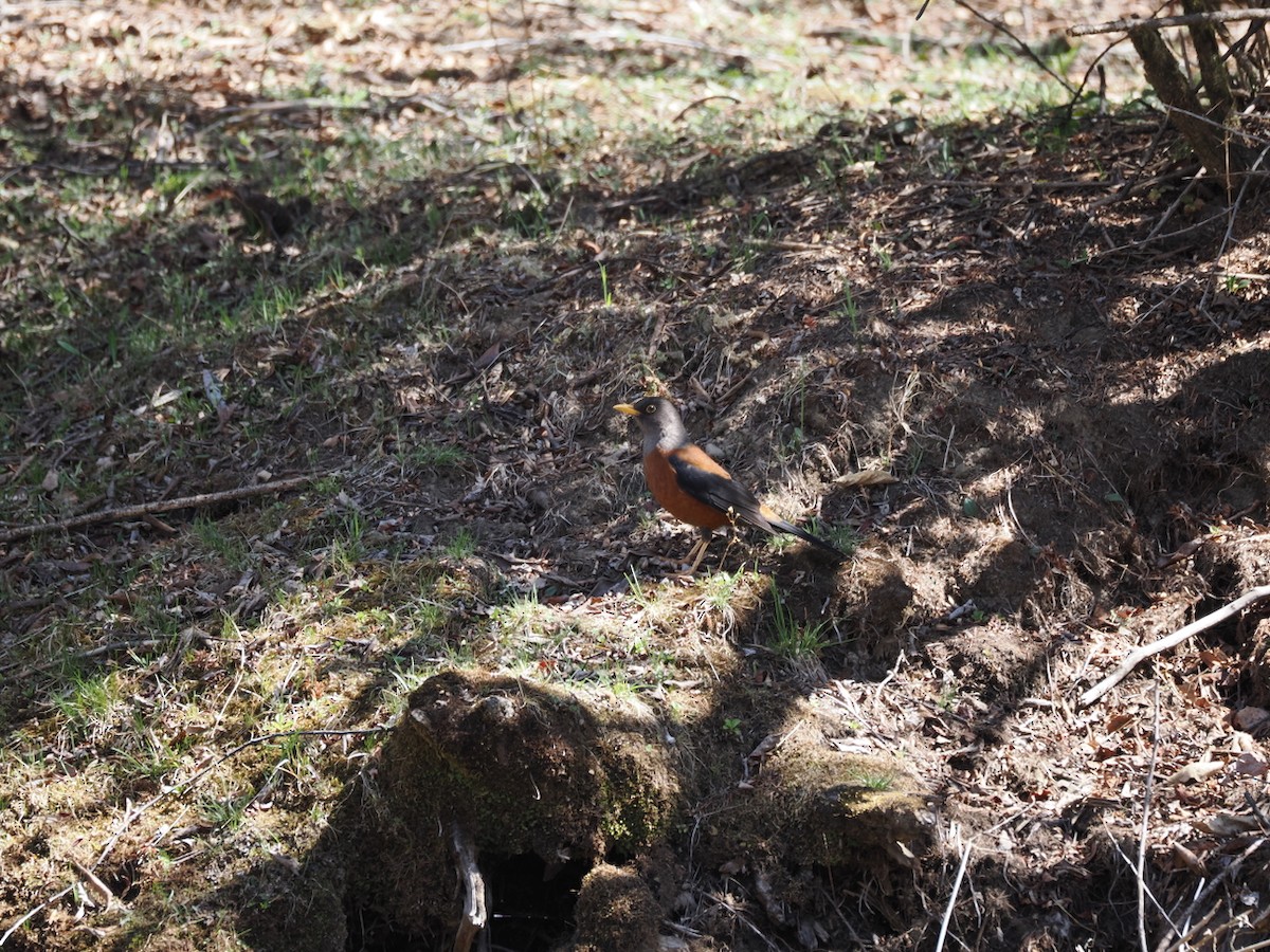 Chestnut Thrush - ML642206510