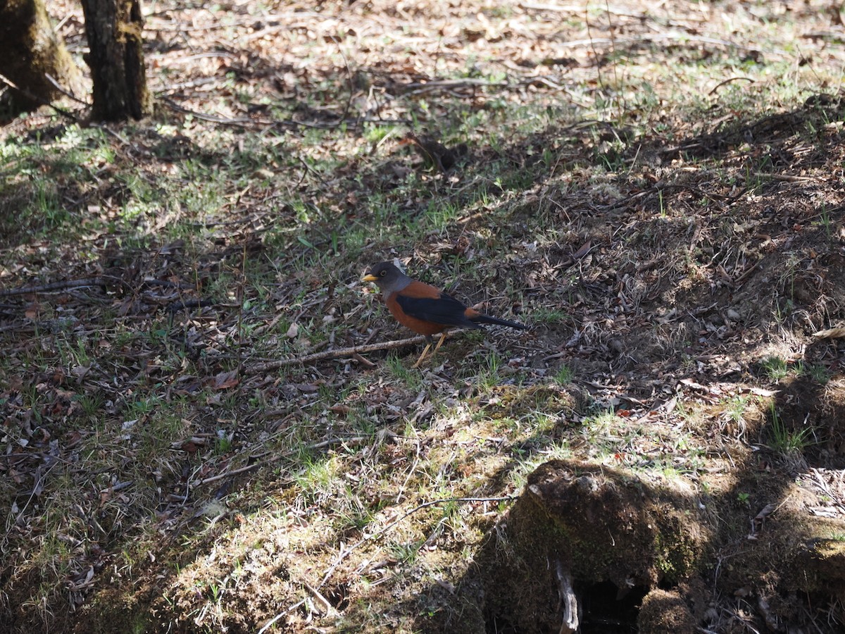 Chestnut Thrush - ML642206511