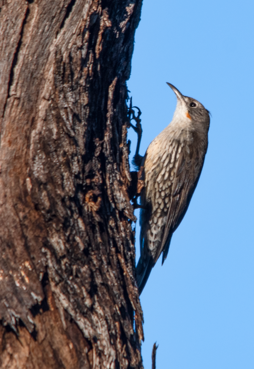 White-throated Treecreeper - ML642206513