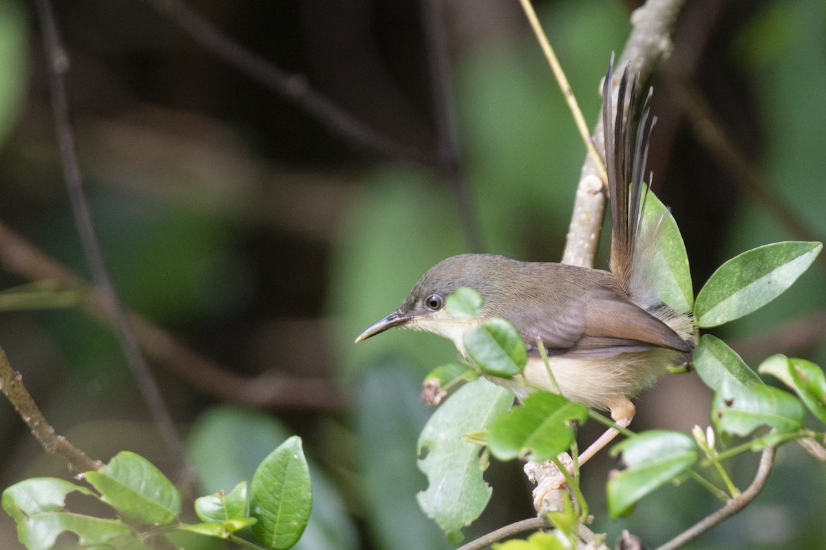 Ashy Prinia - ML642206521