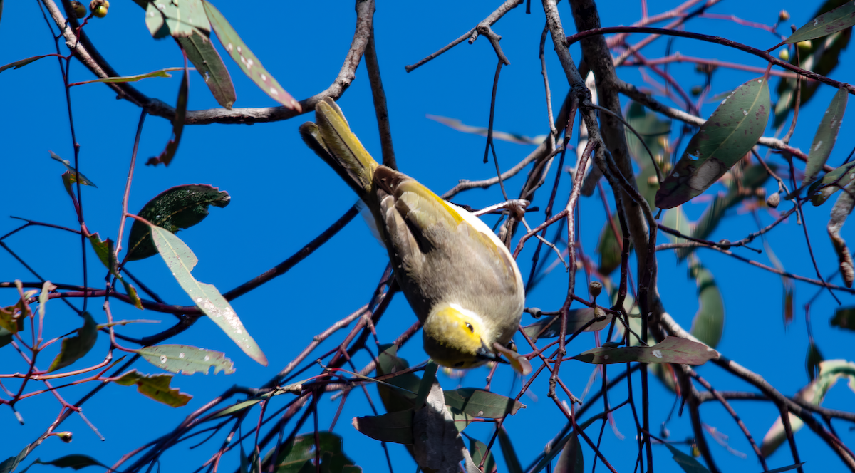 White-plumed Honeyeater - ML642206528