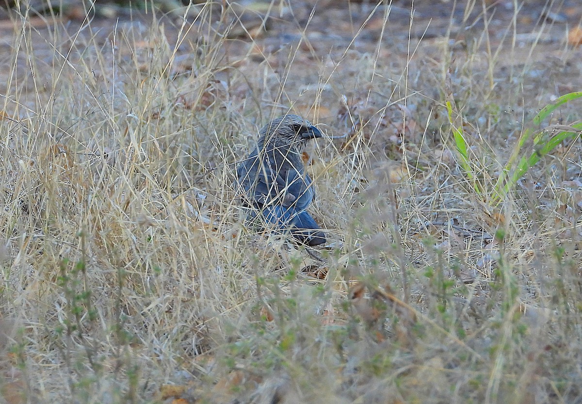 Apostlebird - ML642206531