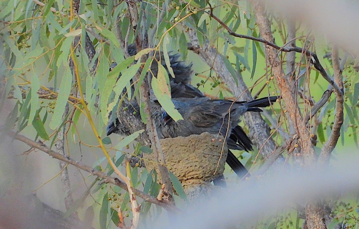 Apostlebird - ML642206532