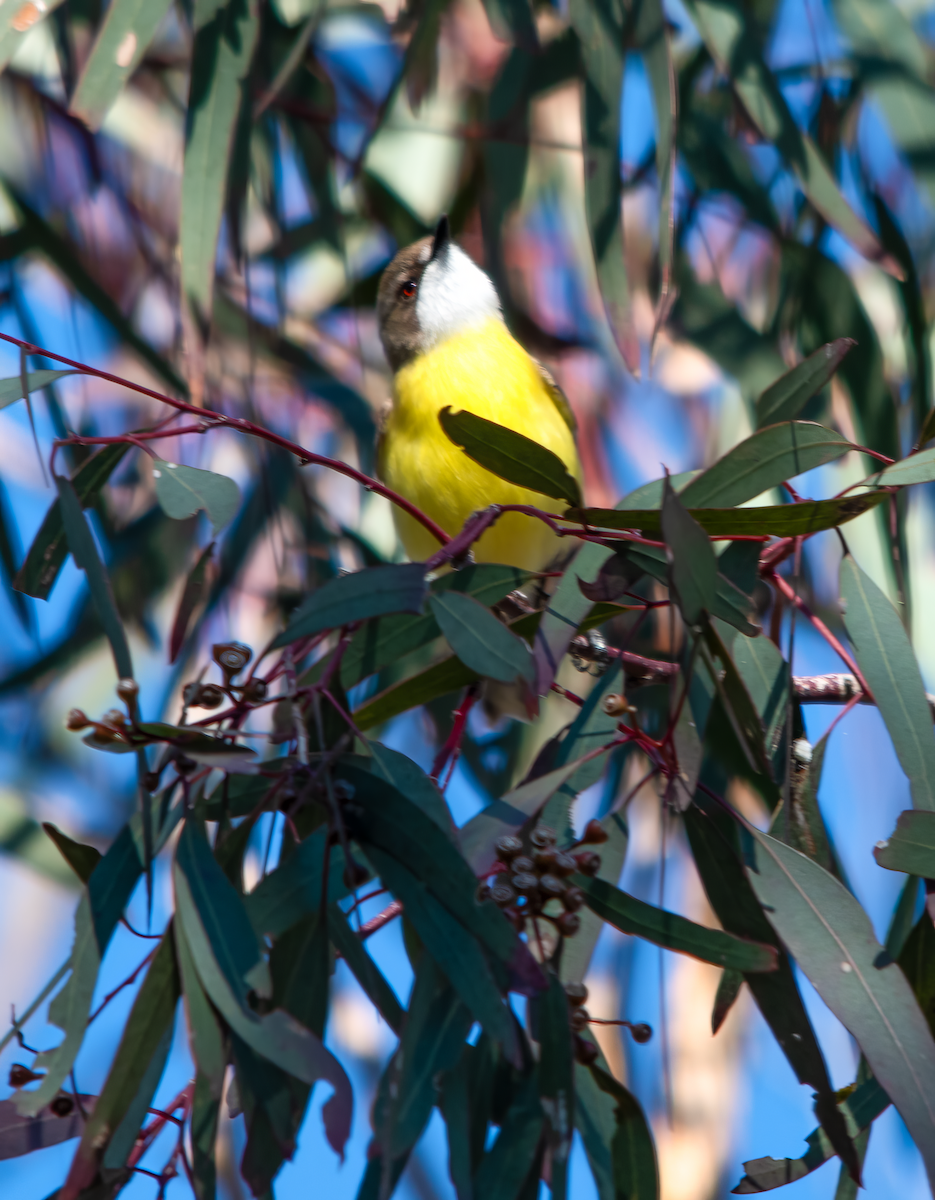 White-throated Gerygone - ML642206540