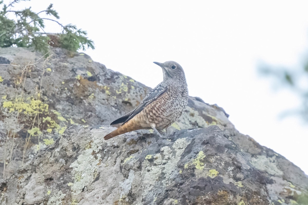 Rufous-tailed Rock-Thrush - ML642206559
