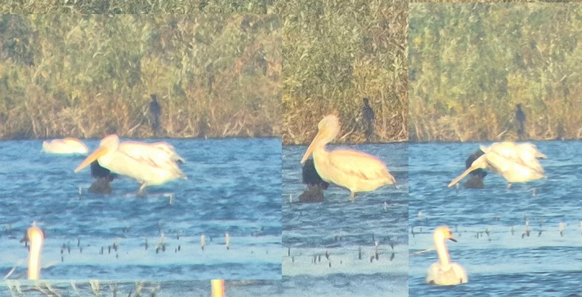 Dalmatian Pelican - ML642206561