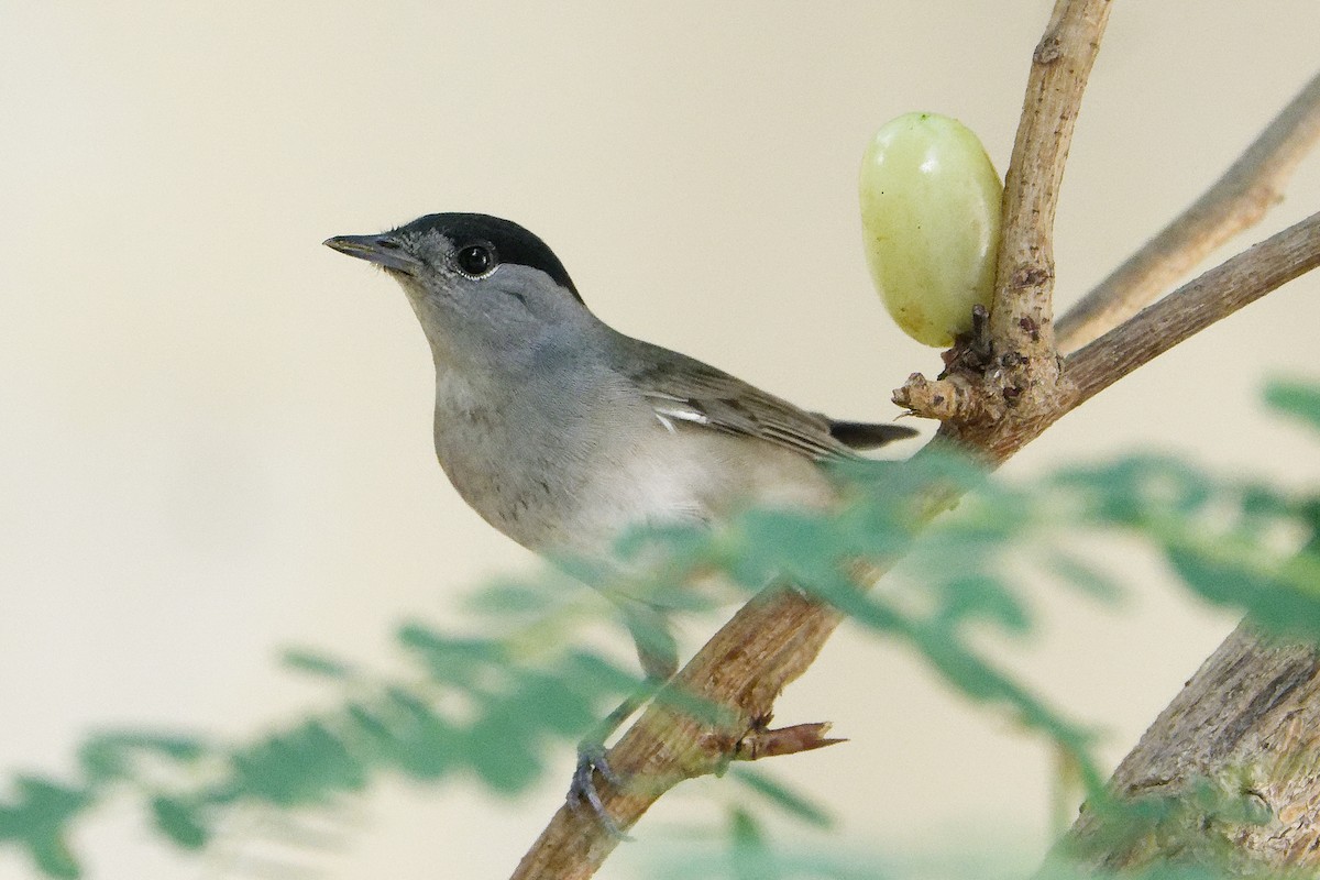 סבכי שחור-כיפה - ML642206565
