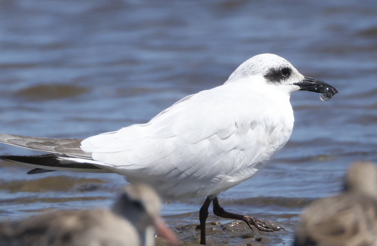 Australian Tern - ML642206600