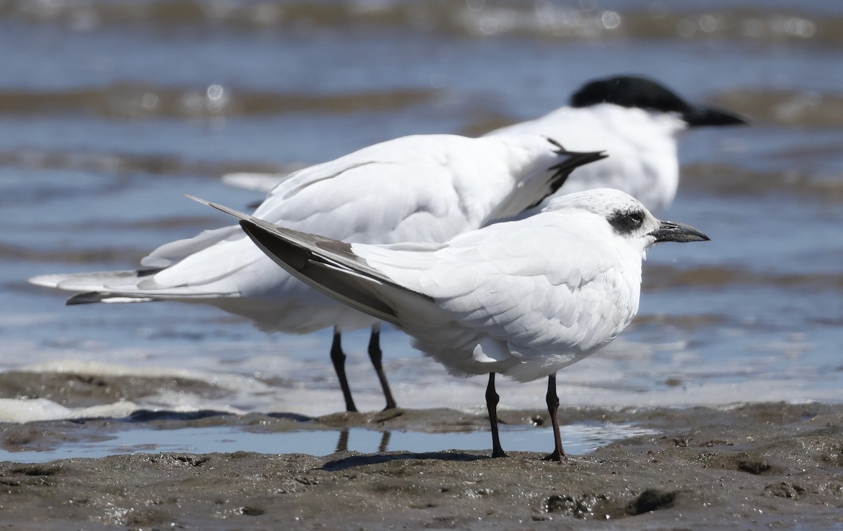 Australian Tern - ML642206601