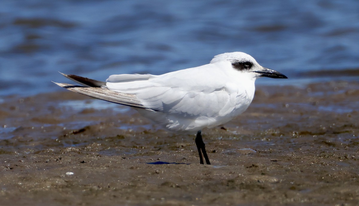 Australian Tern - ML642206602