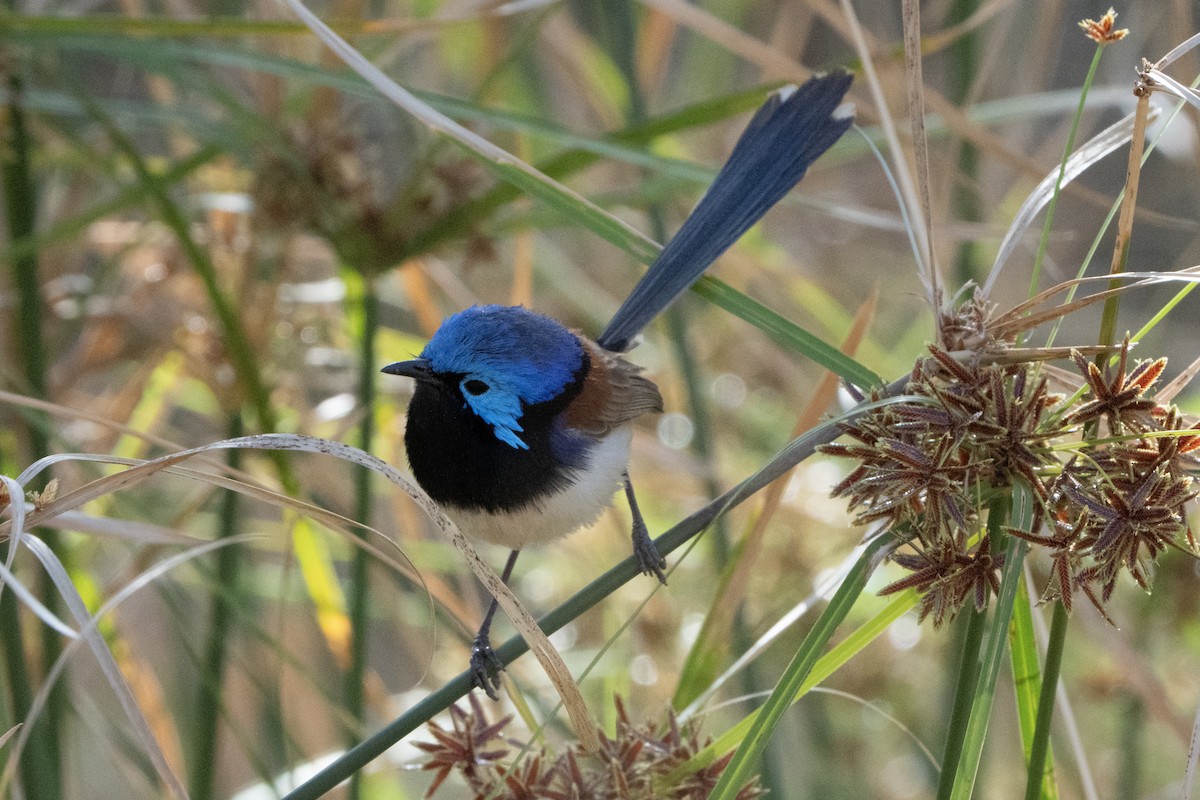 Purple-backed Fairywren - ML642206617