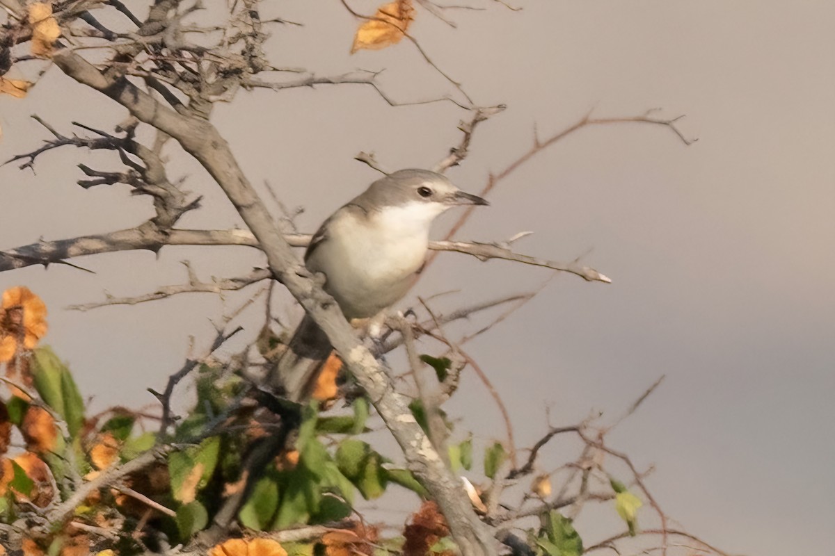 Eastern Orphean Warbler - ML642206630