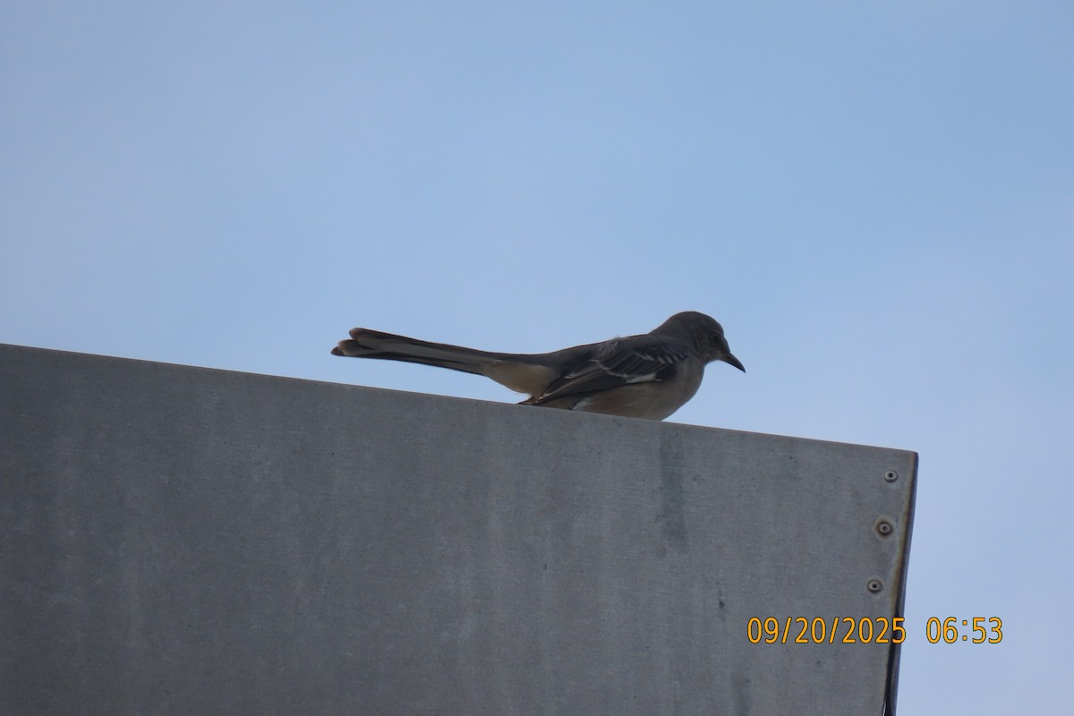 Northern Mockingbird - ML642206636