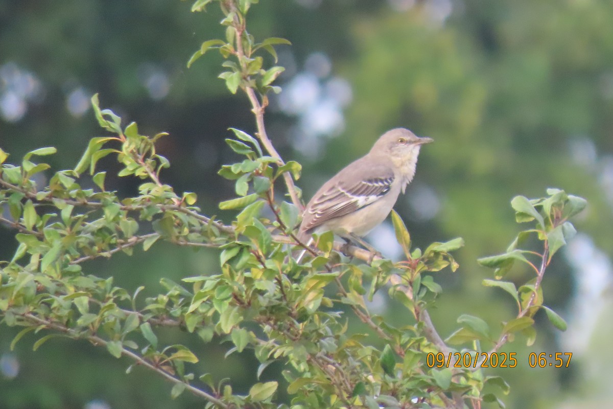 Northern Mockingbird - ML642206637