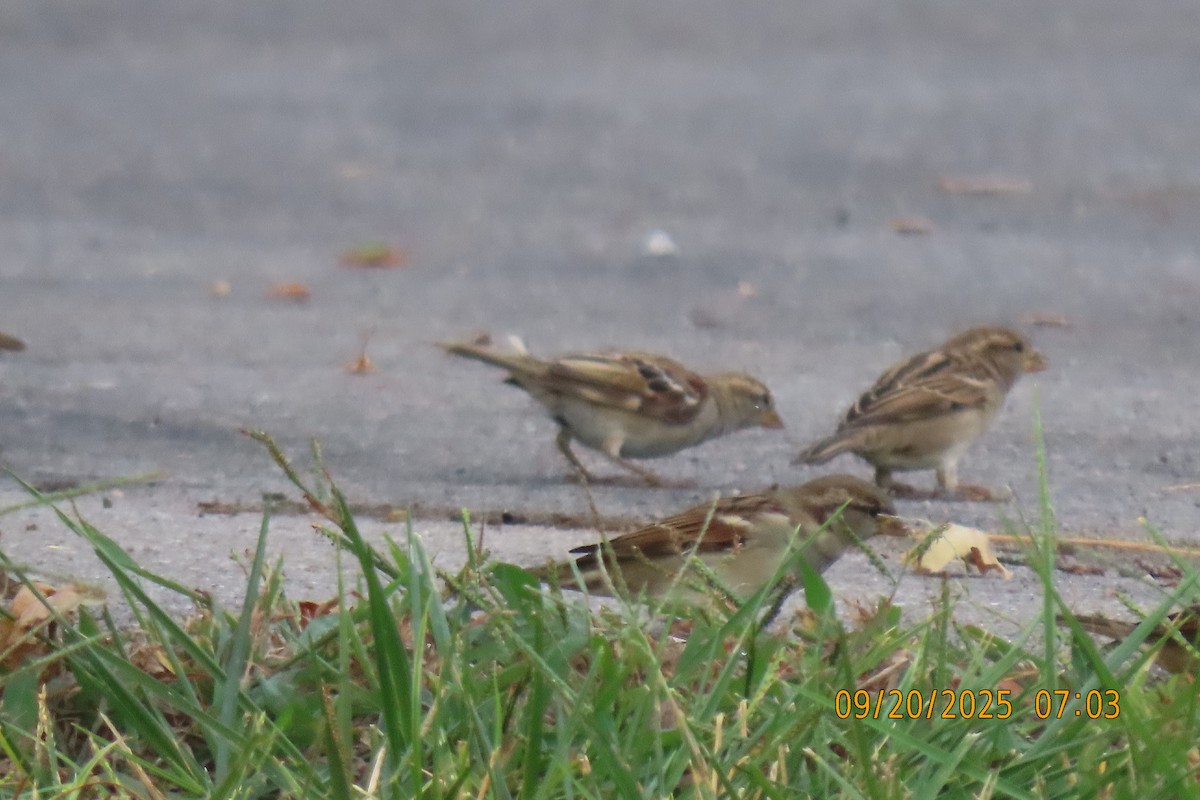 House Sparrow - ML642206652