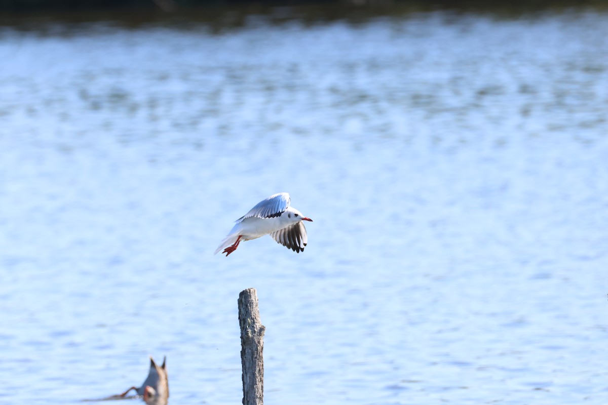 Black-headed Gull - ML642206661