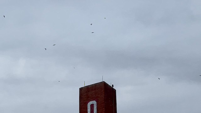Chimney Swift - ML642206664