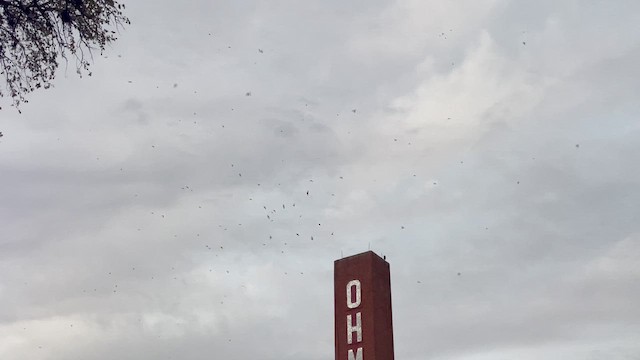 Chimney Swift - ML642206668