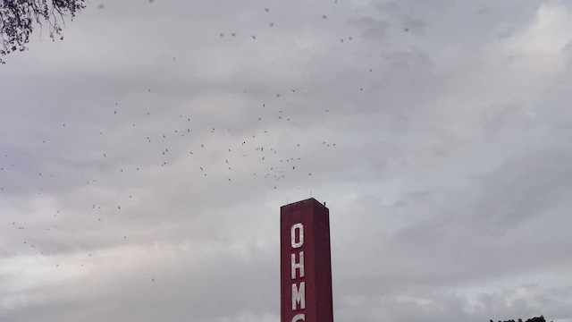 Chimney Swift - ML642206672