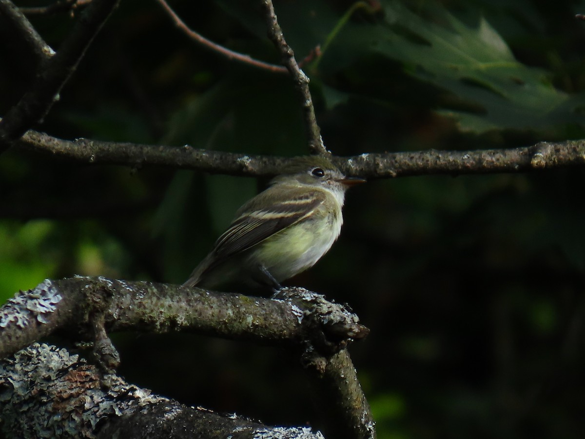 Alder Flycatcher - ML642206673