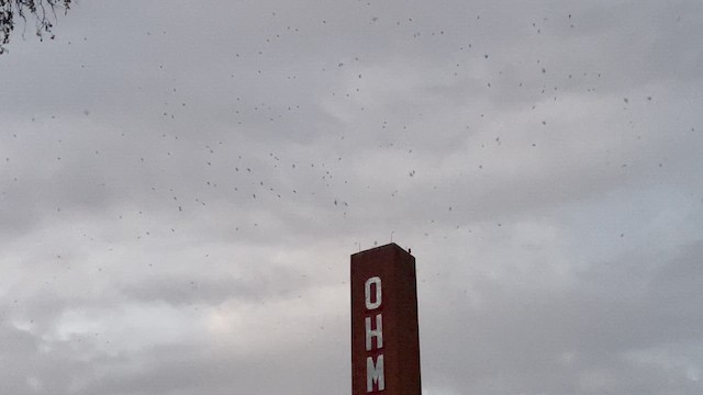 Chimney Swift - ML642206678