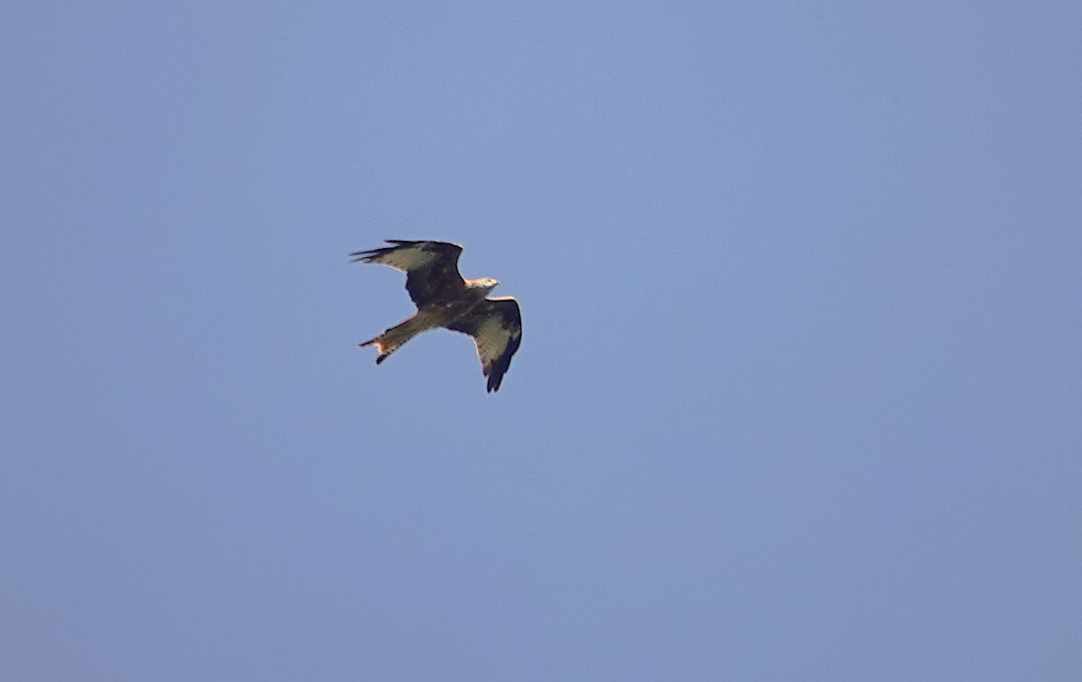 Red Kite - ML642206681