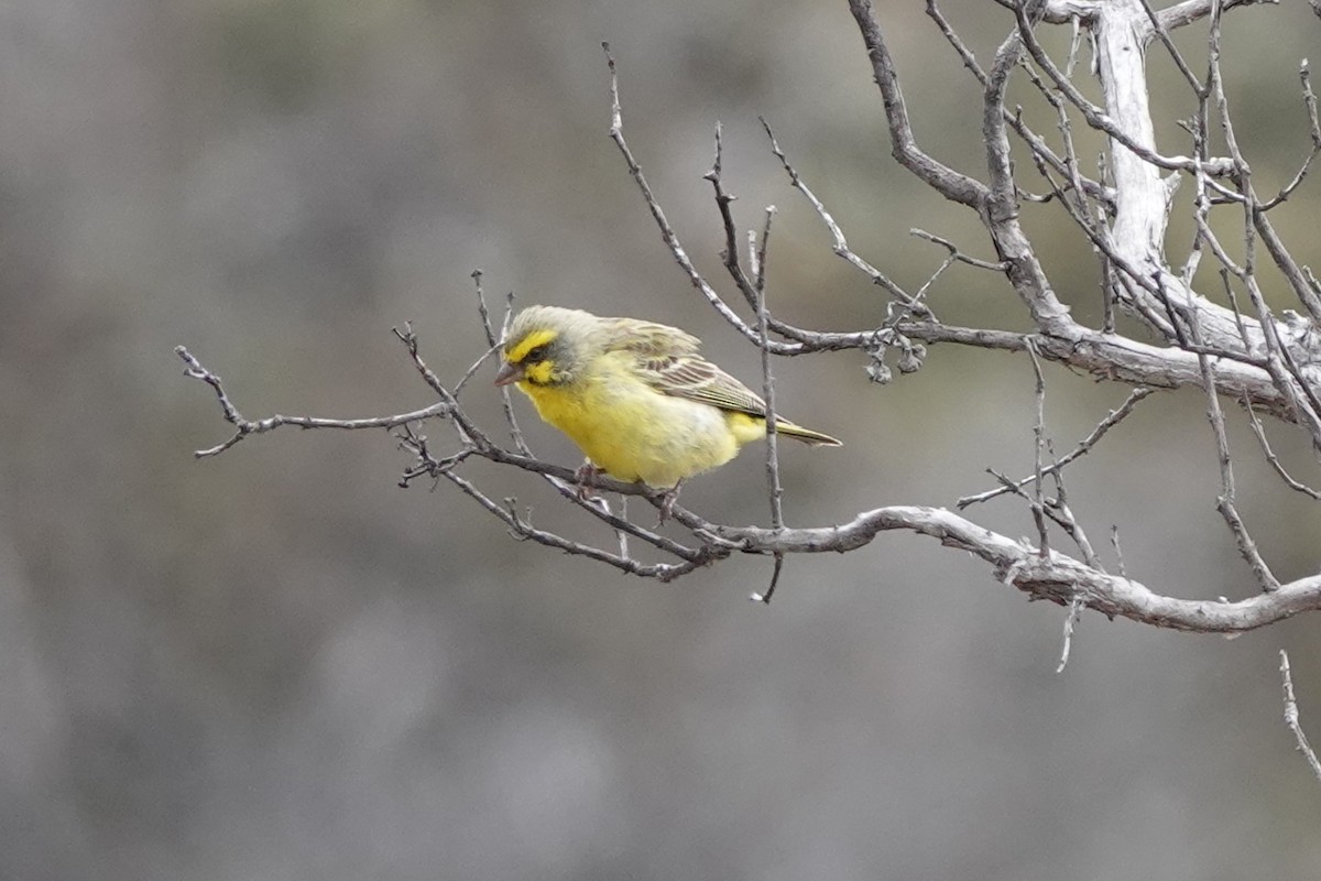 Yellow-fronted Canary - ML642206694